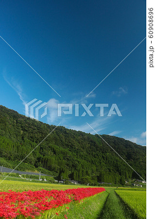田んぼに咲く彼岸花 青空と山と彼岸花のコントラスト 曼珠沙華の写真素材 田んぼに咲く彼岸花 青空と山と彼岸花のコントラスト 曼珠沙華の写真素材
