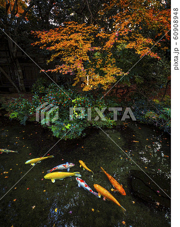 【山口】功山寺 庭園の紅葉と鯉 素材 60908948