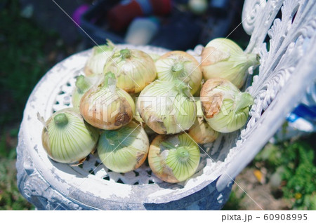 農業・収穫 農業・収穫 60908995