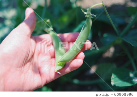 農業・収穫 60908996