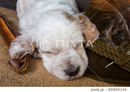 small english setter puppy dog with knife and duck small english setter puppy dog with knife and duck 60909144