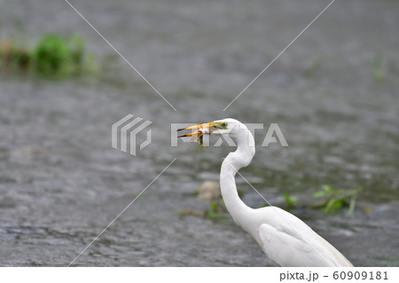 白鷺 ダイサギ 魚 60909181