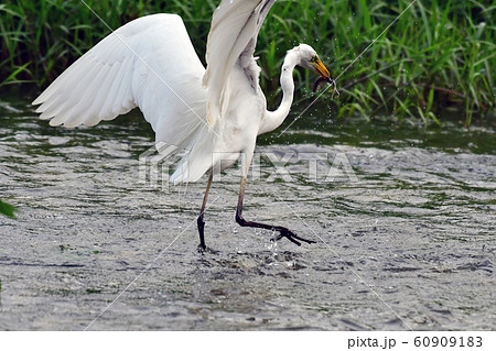 白鷺 ダイサギ 魚 60909183