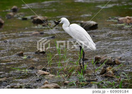 白鷺 ダイサギ 魚 60909184