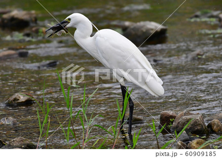 白鷺 ダイサギ 魚 60909185