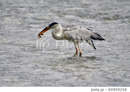 アオサギ 鳥 魚 60909208