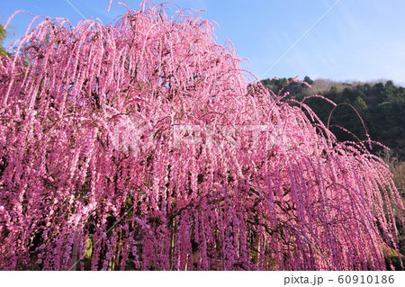 兵庫県　淡路島　八木のしだれ梅　枝垂れ梅 60910186