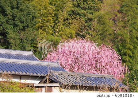 兵庫県 淡路島 八木のしだれ梅 枝垂れ梅 兵庫県 淡路島 八木のしだれ梅 枝垂れ梅 60910187