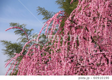 兵庫県 淡路島 八木のしだれ梅 枝垂れ梅 兵庫県 淡路島 八木のしだれ梅 枝垂れ梅 60910190