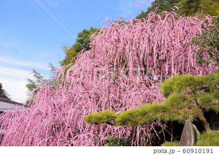 兵庫県 淡路島 八木のしだれ梅 枝垂れ梅 兵庫県 淡路島 八木のしだれ梅 枝垂れ梅 60910191