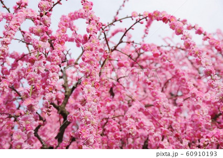 兵庫県 淡路島 八木のしだれ梅 枝垂れ梅 兵庫県 淡路島 八木のしだれ梅 枝垂れ梅 60910193