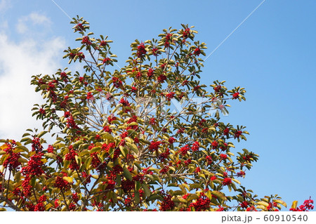 クロガネモチ（縁起物や秋のイメージに） 60910540