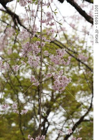 枝垂れ桜 60911108