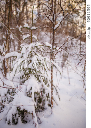 Picture of snowy landscape and tree 60911596