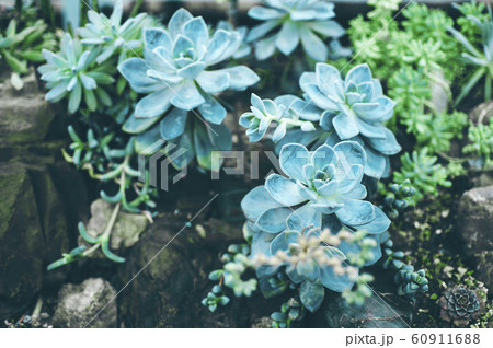 Succulents in botanical garden. 60911688