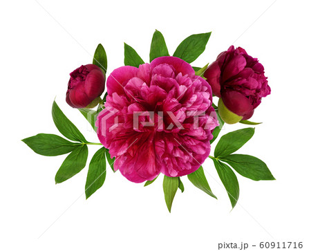 Pink peony flowers and leaves Pink peony flowers and leaves 60911716