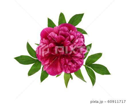 Pink peony flower and leaves Pink peony flower and leaves 60911717