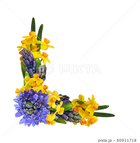 Blue hycinth and yellow narcissus flowers in a Blue hycinth and yellow narcissus flowers in a 60911718
