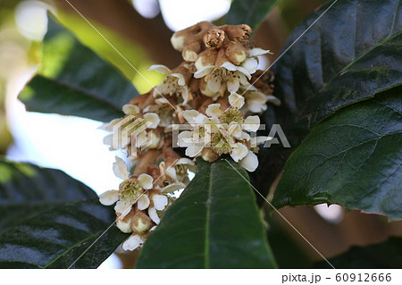 ビワの花 60912666