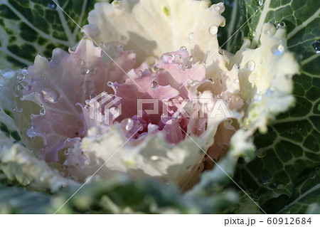 葉ボタンの朝露 60912684