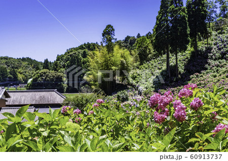 (千葉県茂原市)服部農園の紫陽花 (千葉県茂原市)服部農園の紫陽花 60913737