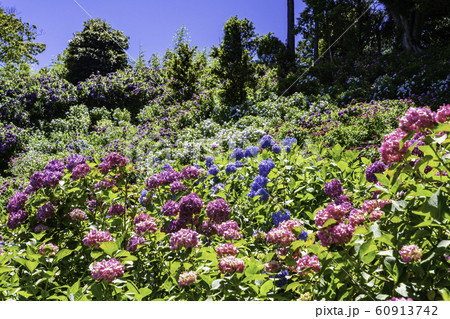 （千葉県茂原市）服部農園の紫陽花 60913742