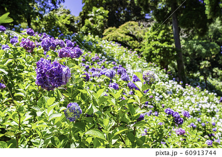 （千葉県茂原市）服部農園の紫陽花 60913744