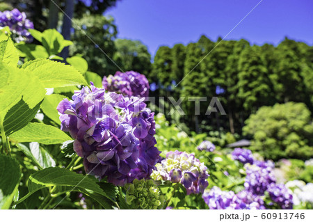 (千葉県茂原市)服部農園の紫陽花 (千葉県茂原市)服部農園の紫陽花 60913746