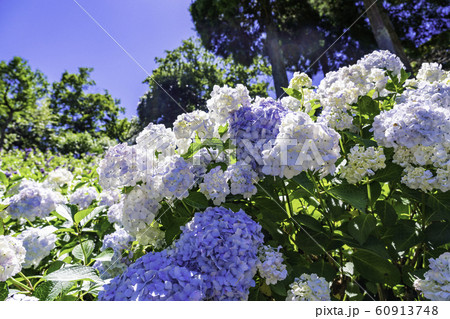 (千葉県茂原市)服部農園の紫陽花 (千葉県茂原市)服部農園の紫陽花 60913748