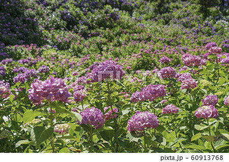 (千葉県茂原市)服部農園の紫陽花 (千葉県茂原市)服部農園の紫陽花 60913768