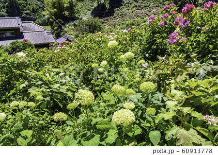 (千葉県茂原市)服部農園の紫陽花 (千葉県茂原市)服部農園の紫陽花 60913778