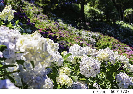 （千葉県茂原市）服部農園の紫陽花 60913783