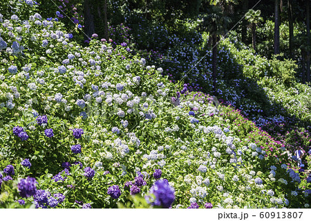 （千葉県茂原市）服部農園の紫陽花 60913807
