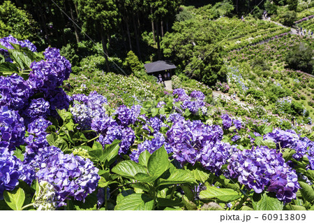 （千葉県茂原市）服部農園の紫陽花 60913809