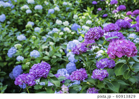 (千葉県茂原市)服部農園の紫陽花 (千葉県茂原市)服部農園の紫陽花 60913829