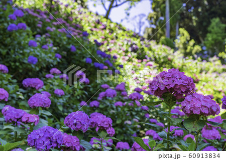 (千葉県茂原市)服部農園の紫陽花 (千葉県茂原市)服部農園の紫陽花 60913834