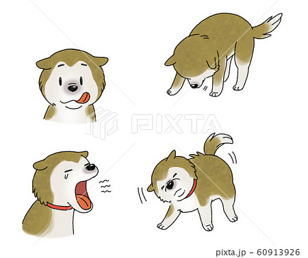 柴犬 柴犬 60913926