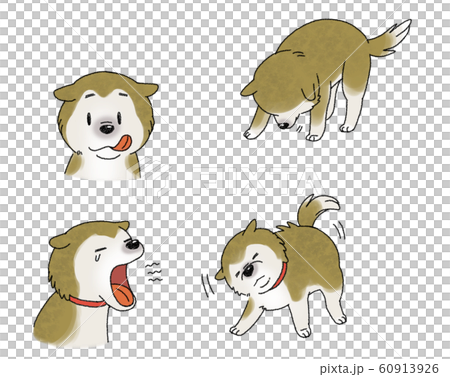 Shiba Inu 60913926