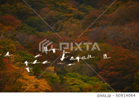 鶴岡下池の白鳥 鶴岡下池の白鳥 60914064