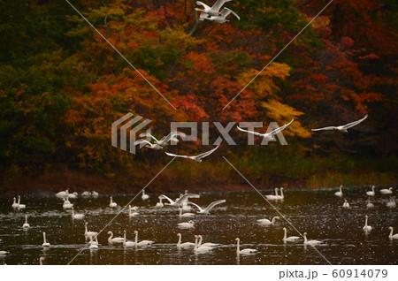 鶴岡下池の白鳥 60914079