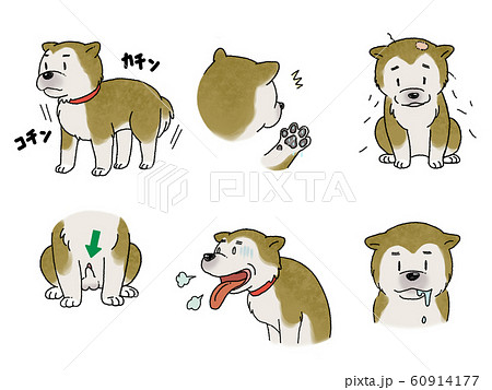 柴犬 柴犬 60914177