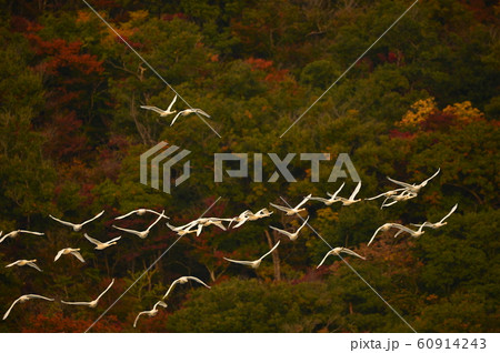 鶴岡下池の白鳥 60914243