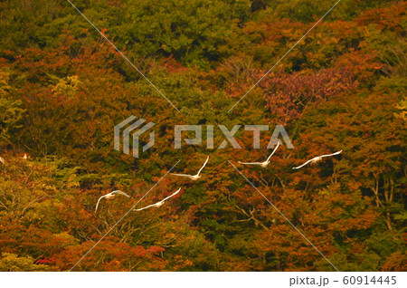 鶴岡下池の白鳥 60914445