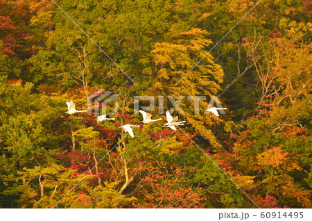 鶴岡下池の白鳥 鶴岡下池の白鳥 60914495