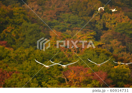 鶴岡下池の白鳥 60914731