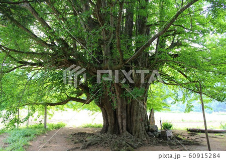 ご神木 「岩舘のイチョウ」in 秋田 60915284