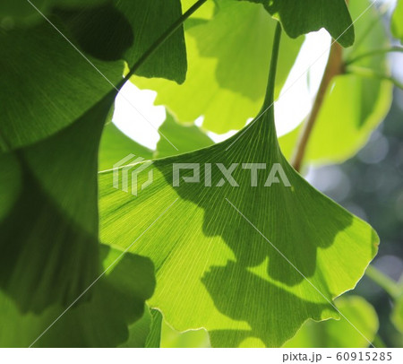 イチョウの葉、初夏 60915285