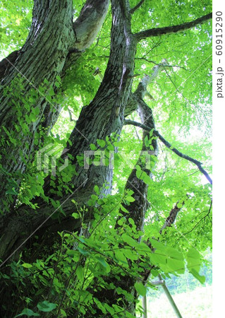 「蛇喰(じゃばみ)の千本桂」in 秋田 「蛇喰(じゃばみ)の千本桂」in 秋田 60915290