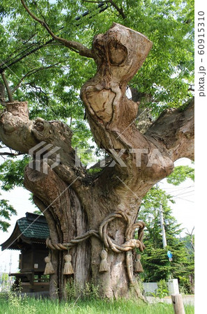 ご神木 「一里塚のケヤキ」in 秋田県湯沢市　 60915310