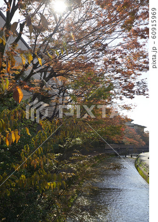 琵琶湖疎水（岡崎疏水）の紅葉 60915969